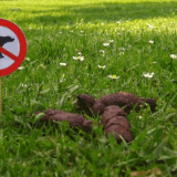 crottes